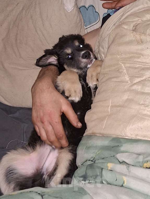 Собаки в Ногинске: Малыш Мальчик, Бесплатно - фото 3