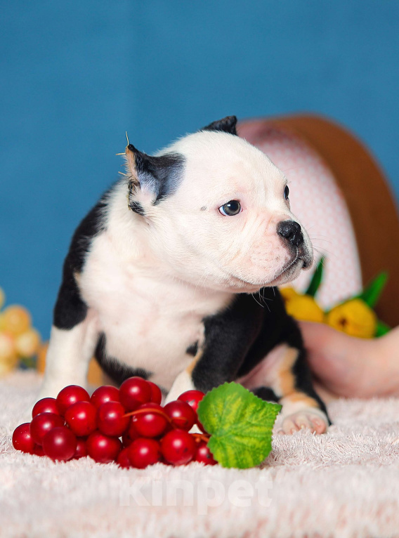 Собаки в Обнинске: Булли кобель триколор белоголовый Мальчик, 150 000 руб. - фото 1