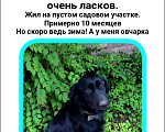 Собаки в Ростове-на-Дону: Мальчик ищет хозяина Мальчик, Бесплатно - фото 1