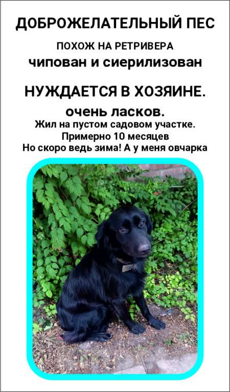 Собаки в Ростове-на-Дону: Мальчик ищет хозяина Мальчик, Бесплатно - фото 1