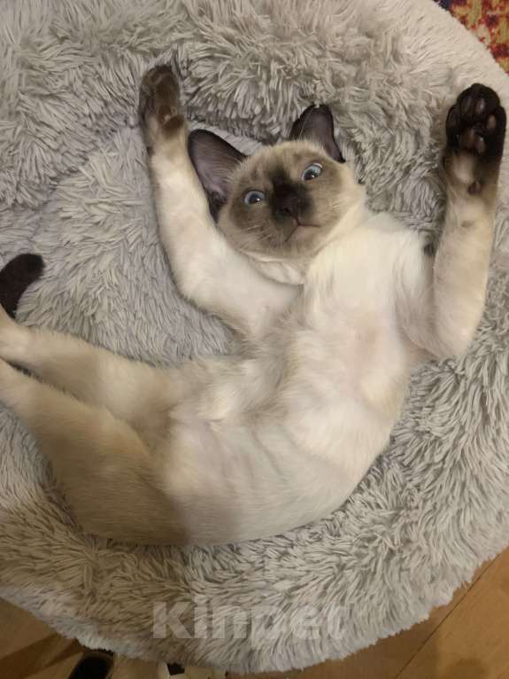 Кошки в Москве: Lyon Gamlet Мальчик, 60 000 руб. - фото 6