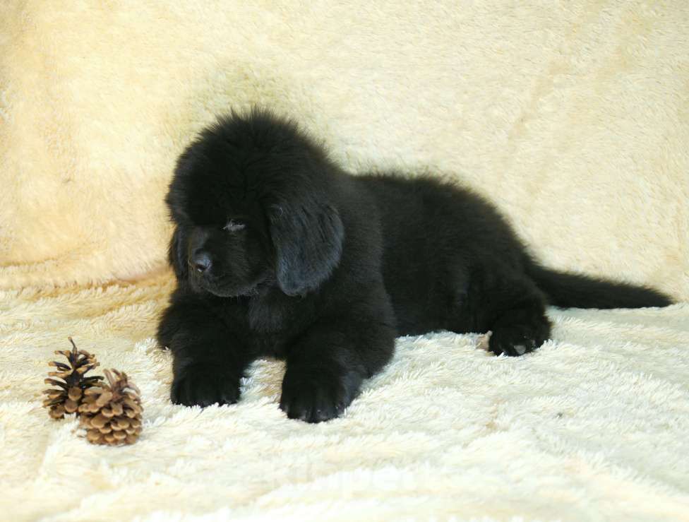 Собаки в Москве: Ньюфаундленд щенки Девочка, 100 000 руб. - фото 6