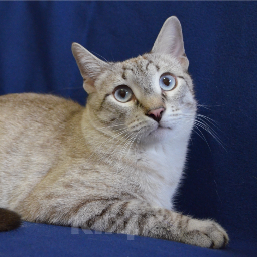 Кошки в Москве: Алекс ищет дом Мальчик, Бесплатно - фото 3