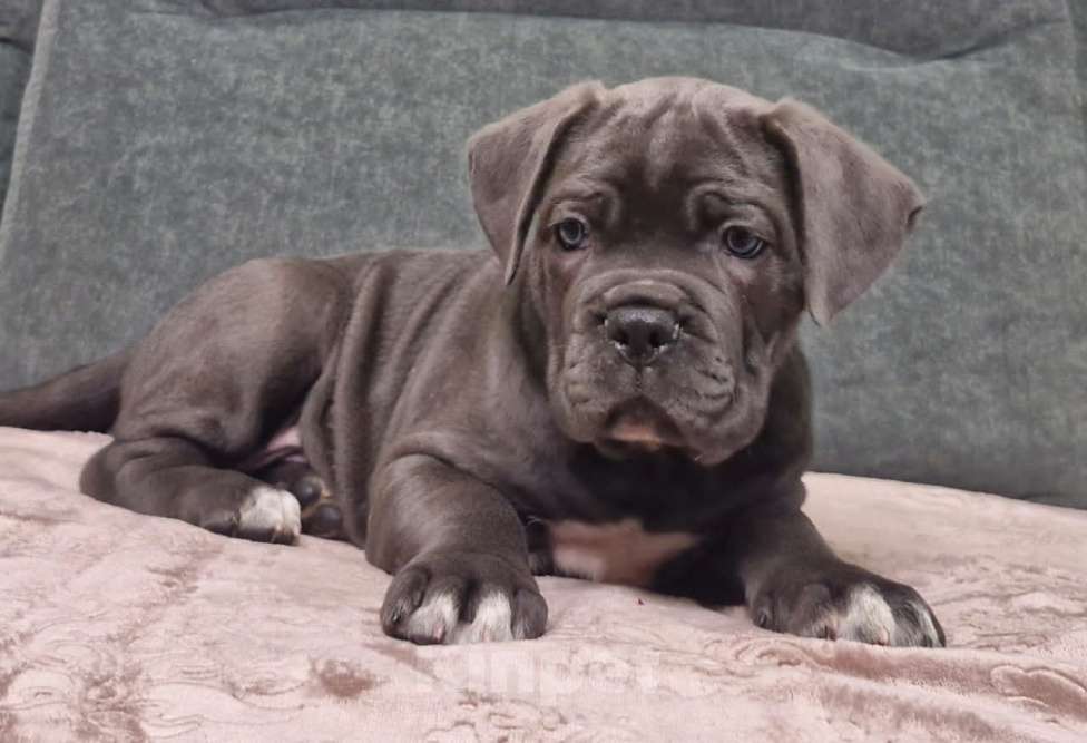 Собаки в других городах Краснодарского края: Мальчик кане корсо Мальчик, 50 000 руб. - фото 4