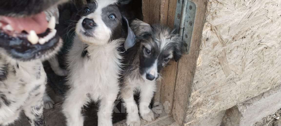 Собаки в Москве: Щенки ищут дом! Девочка, Бесплатно - фото 2