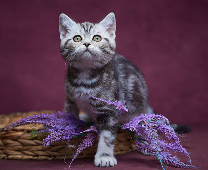 Котик-страйт Тамерлан💚