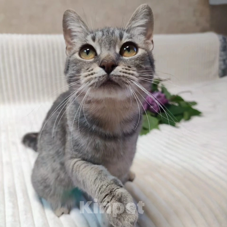 Кошки в Москве: Спасите ласковую Соню из бабкиной квартиры! Девочка, Бесплатно - фото 5