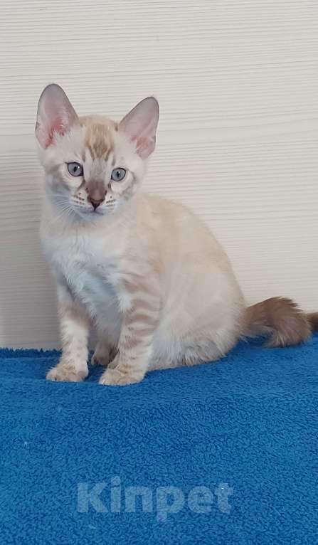 Кошки в Москве: Бенгальский котенок Мальчик, 75 000 руб. - фото 8