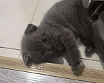 Кошки в Уссурийске: Продам шотландского вислоухого котенка  Девочка, 5 111 руб. - фото 1
