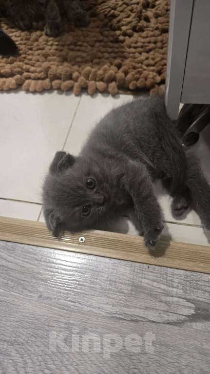 Кошки в Уссурийске: Продам шотландского вислоухого котенка  Девочка, 5 111 руб. - фото 1