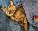 Кошки в Воронеже: Котенок в добрые руки Девочка, 5 руб. - фото 3