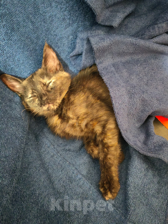 Кошки в Воронеже: Котенок в добрые руки Девочка, 5 руб. - фото 3