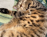 Кошки в Щербинке: Потерялся кот (помесь с британцем) Мальчик, 5 000 руб. - фото 6
