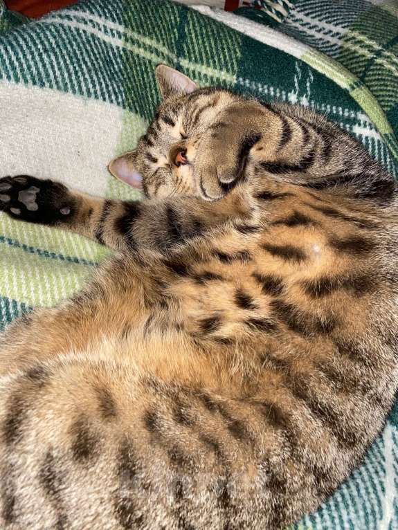 Кошки в Щербинке: Потерялся кот (помесь с британцем) Мальчик, 5 000 руб. - фото 6