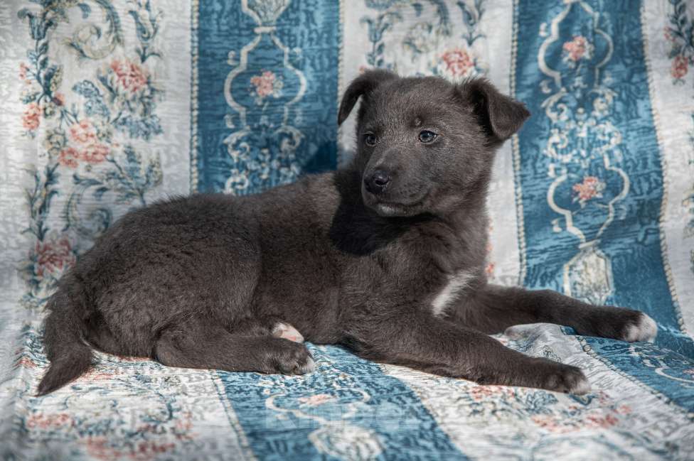 Собаки в Москве: Щенок 2х месяцев Бертон в добрые руки Мальчик, Бесплатно - фото 7