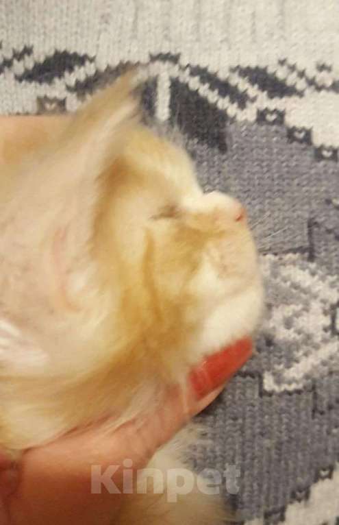 Кошки в Москве: Красивенные Мейн кун Девочка, 18 000 руб. - фото 4