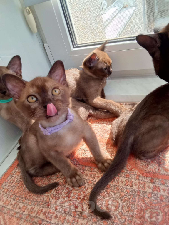 Кошки в Тюмени: Бурманский котёнок Мальчик, 60 000 руб. - фото 1