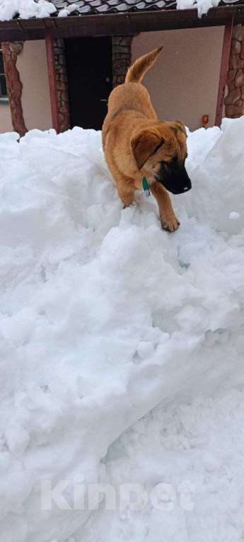 Собаки в Лобне: классная девочка щенок в добрые руки Девочка, Бесплатно - фото 1