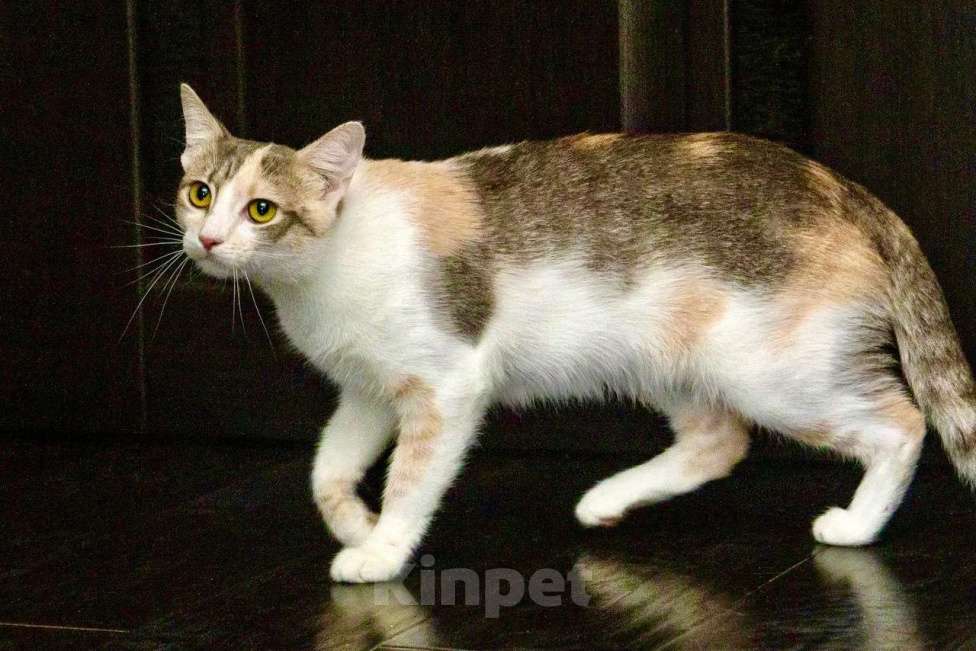 Кошки в Москве: Трехцветная кошка Изюминка в добрые руки Девочка, Бесплатно - фото 7