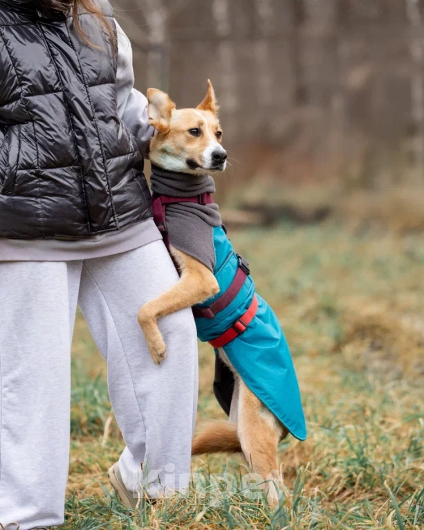 Собаки в Москве: Лили ищет дом! Девочка, Бесплатно - фото 4