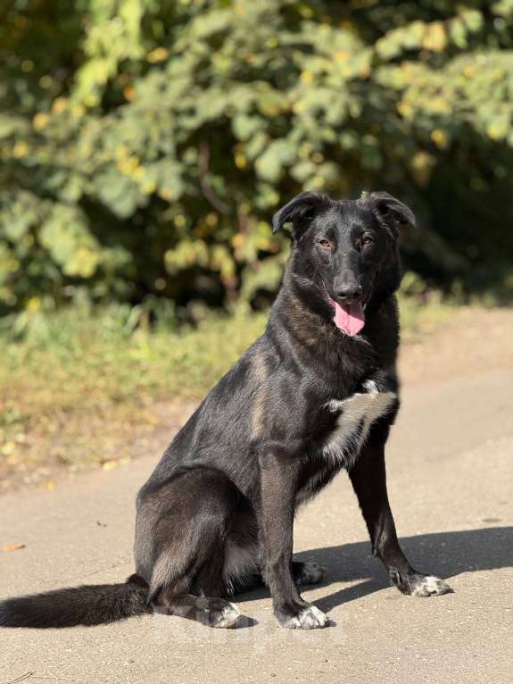 Собаки в Москве: Лилу Девочка, Бесплатно - фото 6