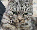 Кошки в Лобне: Кошечка со сложной судьбой в добрые руки  Девочка, Бесплатно - фото 7