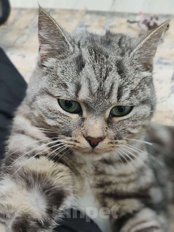 Кошки в Лобне: Кошечка со сложной судьбой в добрые руки  Девочка, Бесплатно - фото 7