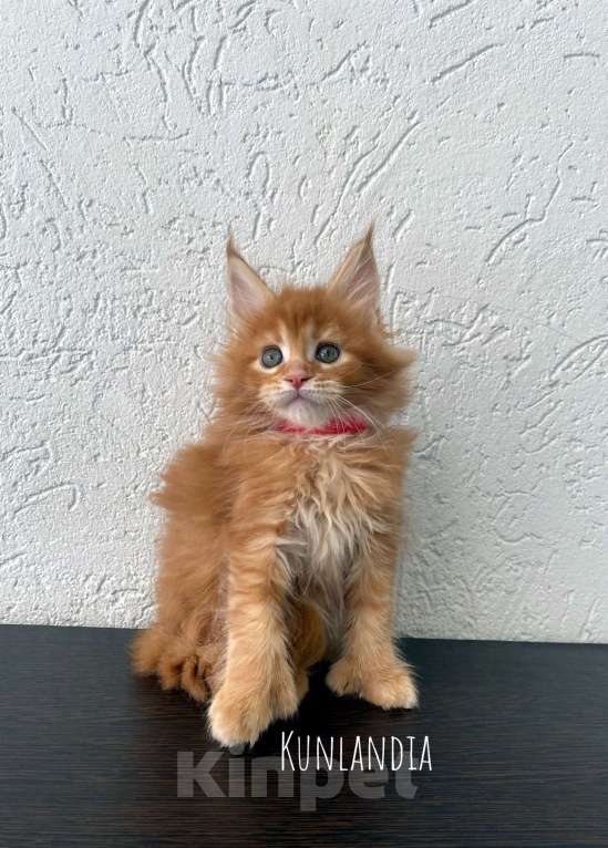 Кошки в Екатеринбурге: девочка полидакт Девочка, 35 000 руб. - фото 3