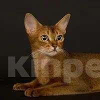 Кошки в Москве: Шикарные абиссинские котята питомника «ELDAMAR» Мальчик, 100 000 руб. - фото 10