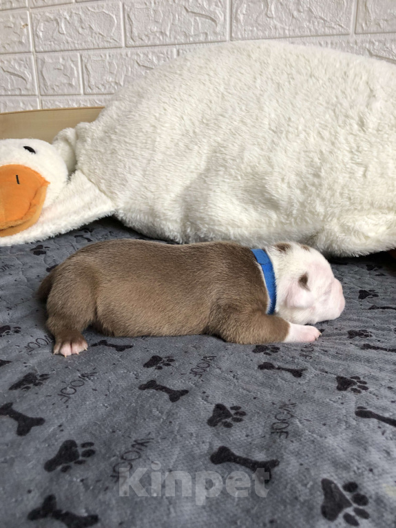 Собаки в Волгограде: Американский булли мальчик покет Мальчик, 90 000 руб. - фото 4