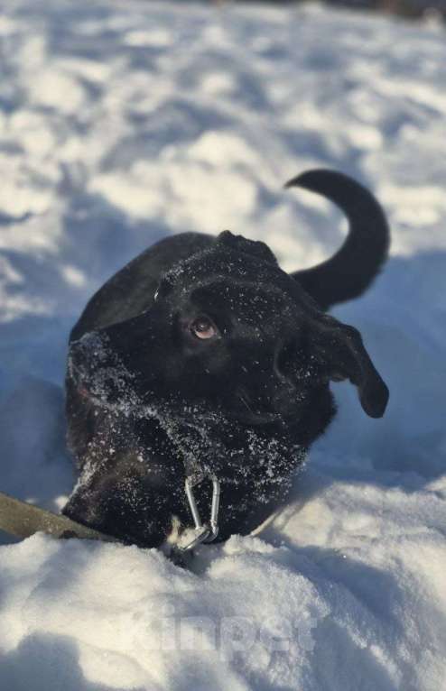 Собаки в Королеве: Ищем дом и любящую семью для прекрасной Оливки! Девочка, Бесплатно - фото 8