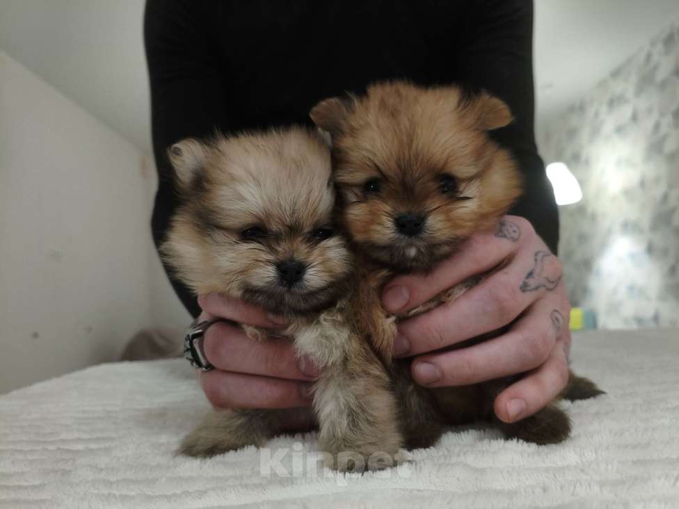 Собаки в Москве: Щенок померанского шпица Девочка, 120 000 руб. - фото 7