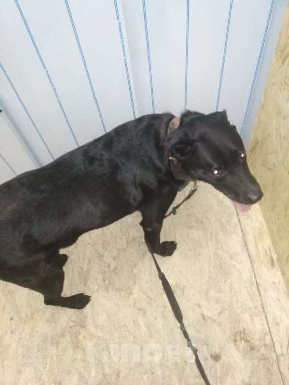 Собаки в Балтийске: Отдам помесь лабрадора и дворняги в хорошие руки Мальчик, Бесплатно - фото 5