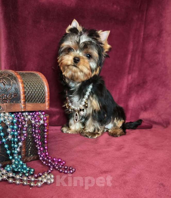 Собаки в других городах Московской области: щенки йоркширского терьера Девочка, Бесплатно - фото 2