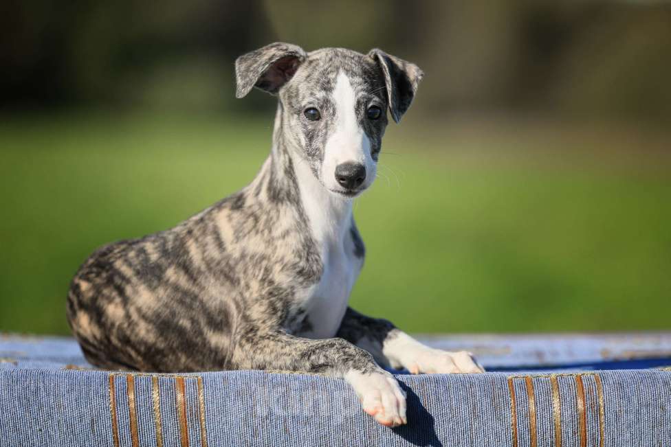 Собаки в Москве: Невероятно красивая тигровая девочка уиппет ШОУ класса Девочка, 50 000 руб. - фото 5