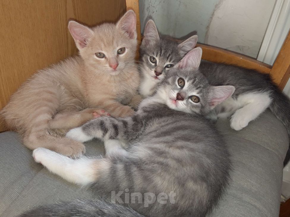 Кошки в Барнауле: Милые котята Разнополые, Бесплатно - фото 1