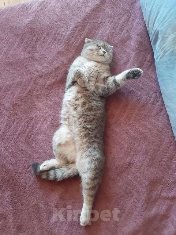 Кошки в Владимире: Милашки Девочка, 5 000 руб. - фото 3