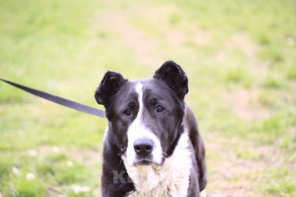 Собаки в Видном: Алабай Йенифер, 2 года Девочка, Бесплатно - фото 2