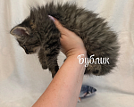Кошки в Санкт-Петербурге: Котенок Бублик Мальчик, Бесплатно - фото 4