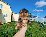 Собаки в Москве: Шпиц померанский мальчик из племенного питомника Мальчик, Бесплатно - фото 2