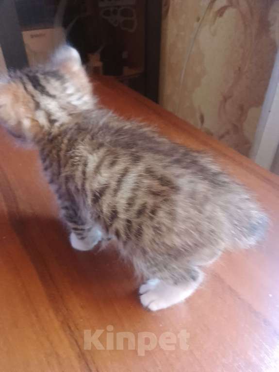 Кошки в Уфе: Курильский бобтейл,котята Мальчик, 10 000 руб. - фото 4