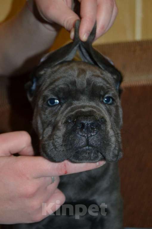 Собаки в Новосибирске: Щенки Кане Корсо Мальчик, 60 000 руб. - фото 5