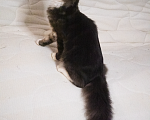 Кошки в Омске: Котенок мейнкун Мальчик, 20 000 руб. - фото 2