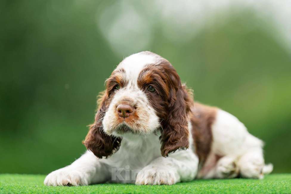 Собаки в Москве: Продам щенков  Английского спрингер спаниеля. Мальчик, 60 000 руб. - фото 2