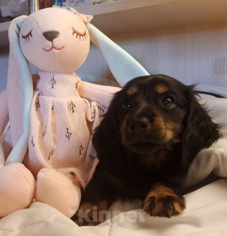 Собаки в Санкт-Петербурге: щенок дев такса длинношерстная крол/мини Девочка, 70 000 руб. - фото 1