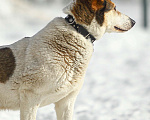 Собаки в Москве: Белка провела 10 лет на улице и хочет домой Девочка, 1 руб. - фото 4