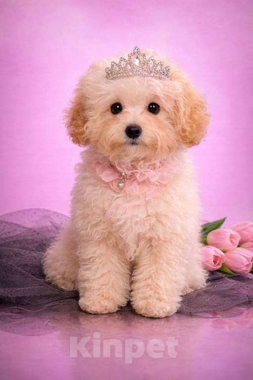 Собаки в Москве: мальтипу мини Девочка, 60 000 руб. - фото 2