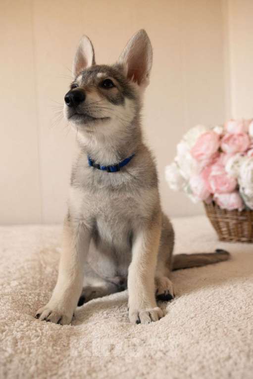 Собаки в Санкт-Петербурге: Уриэль волчья собака Саарлоса Мальчик, 180 000 руб. - фото 3