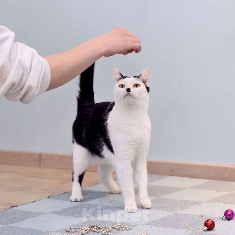 Кошки в Москве: Кот добряк Патрик в добрые руки Мальчик, Бесплатно - фото 7