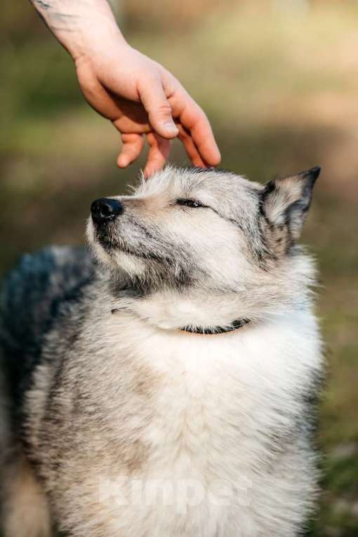 Собаки в Москве: Общительная и добродушная бородатая дама Софа Девочка, 1 руб. - фото 3